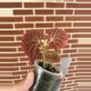 plant/Begonia ‘Ruby Dragon’-1-thumbnail