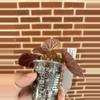plant/Begonia ningmingensis dark form-2-thumbnail