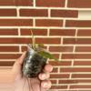 plant/Begonia limprichtii-2-thumbnail