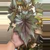 plant/Begonia ‘Curly Peppermint’-2-thumbnail