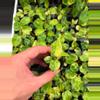 plant/Philodendron Billietiae barest stater plug growers choice-0-thumbnail