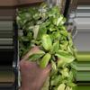 plant/Philodendron Florida beauty starter plug growers choice-0-thumbnail