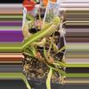 plant/Sarracenia Scarlett Belle 3 inch pot-0-thumbnail