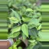 plant/Philodendron Brazil 4 Inch-0-thumbnail