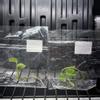 plant/Monstera lemon lime-0-thumbnail