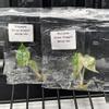 plant/Alocasia silver dragon albo-0-thumbnail