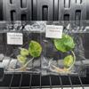 plant/Alocasia nebula aurea-0-thumbnail