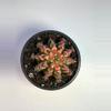 plant/Gymno multicolor in 2.5" pot-0-thumbnail
