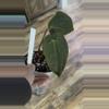 plant/Anthurium Bess Galaxy x AFF-0-thumbnail