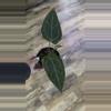 plant/Anthurium Cinnamon Swirl x RC-0-thumbnail