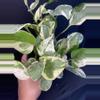 plant/Pearls & Jade Pothos 4”-2-thumbnail