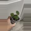 plant/JV FSRL x BWM-0-thumbnail