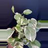 plant/Pearls & Jade Pothos 4”-1-thumbnail