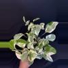 plant/Pearls & Jade Pothos 4”-0-thumbnail