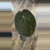 plant/Anthurium Amazon Diamond-0-thumbnail