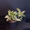 plant/Pearls & Jade Pothos 4”-3-thumbnail