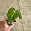 plant/Philodendron Gloriosum-0-thumbnail