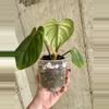 plant/Philodendron Gloriosum-1-thumbnail