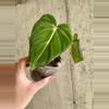 plant/Philodendron Gloriosum-2-thumbnail