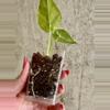 plant/Alocasia Gagean Aurea [B]-2-thumbnail
