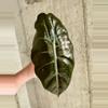 plant/Alocasia Chantieri-2-thumbnail
