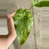 plant/Alocasia Gageana Aurea [c]-2-thumbnail