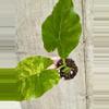 plant/Alocasia Gageana Aurea with pup! [f]-0-thumbnail
