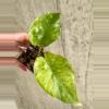plant/Alocasia Gagean Aurea [B]-1-thumbnail