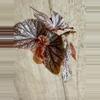 plant/Begonia Maurice Amy-3-thumbnail