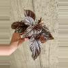 plant/Begonia Maurice Amy-0-thumbnail