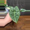 plant/Alocasia frydek variegated-1-thumbnail