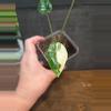 plant/Alocasia frydek variegated-0-thumbnail