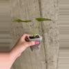 plant/Alocasia Gageana Aurea [c]-1-thumbnail
