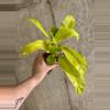 plant/Philodendron Lemon Lime-2-thumbnail
