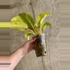 plant/Philodendron Lemon Lime-1-thumbnail