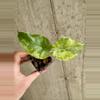 plant/Alocasia Gagean Aurea [B]-0-thumbnail