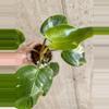 plant/Philodendron White Princess Tricolor-2-thumbnail