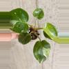 plant/Philodendron White Princess Tricolor-0-thumbnail