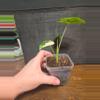 plant/Alocasia frydek variegated-2-thumbnail