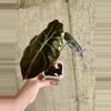 plant/Alocasia Chantieri-0-thumbnail