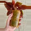 plant/Begonia Maurice Amy-2-thumbnail