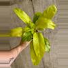 plant/Philodendron Lemon Lime-0-thumbnail