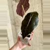 plant/Alocasia Chantieri-1-thumbnail