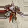 plant/Begonia Maurice Amy-1-thumbnail