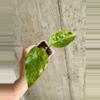 plant/Alocasia Gageana Aurea [c]-0-thumbnail