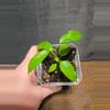 plant/Hoya papaschonii-2-thumbnail