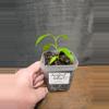 plant/Hoya papaschonii-1-thumbnail