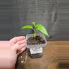 plant/Hoya papaschonii-3-thumbnail