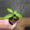 plant/Hoya papaschonii-0-thumbnail