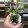 plant/H paxtonii-0-thumbnail